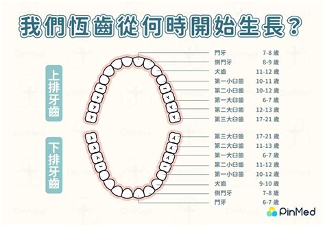 門牙下面的牙齒|您知道人類牙齒的所有名稱嗎？ 